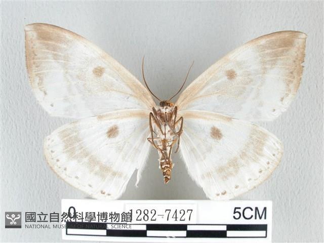 圓翅大鉤蛾藏品圖，第2張