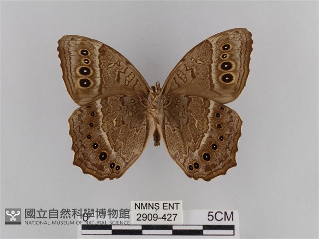 褐翅蔭眼蝶藏品圖，第2張