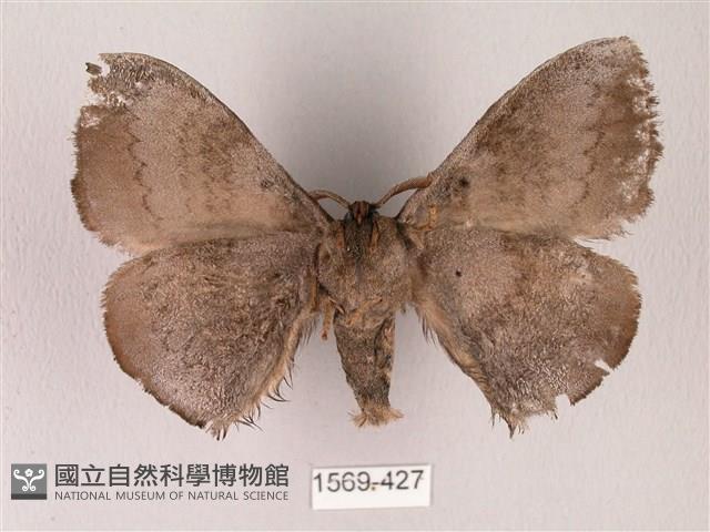 蓬萊灰紋帶蛾藏品圖，第2張