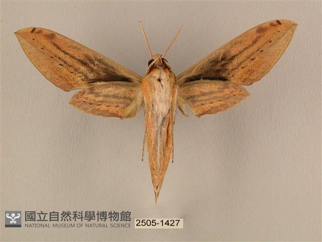 棕綠背線天蛾藏品圖，第2張