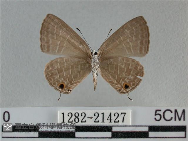 雅波灰蝶藏品圖，第2張