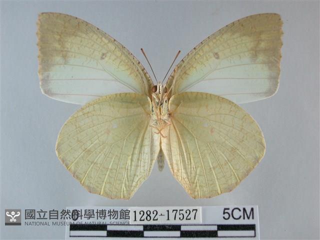 細波遷粉蝶藏品圖，第2張