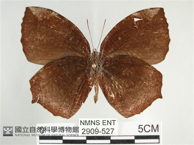 藍紋鋸眼蝶藏品圖，第2張