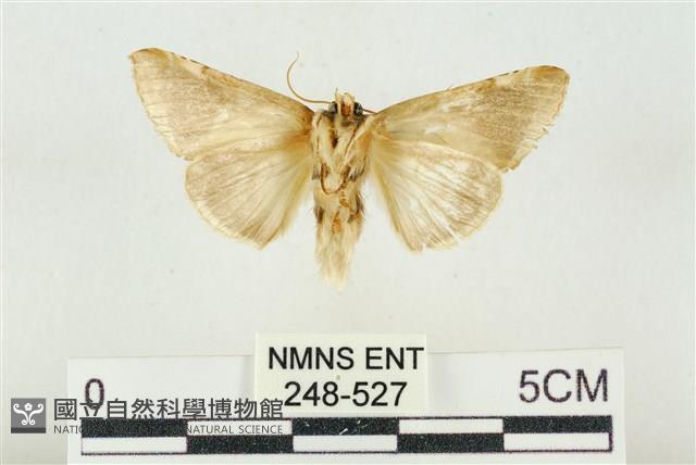 印華波紋蛾藏品圖，第2張