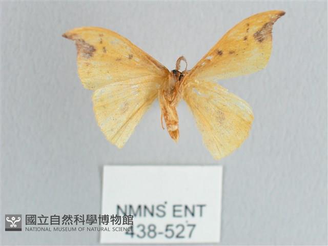 銀斑黃鉤蛾藏品圖，第2張