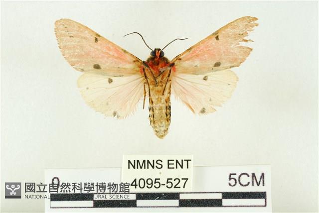 棍棒污燈蛾藏品圖，第2張