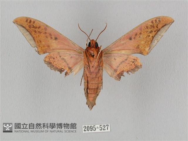 廣東鷹翅天蛾藏品圖，第2張