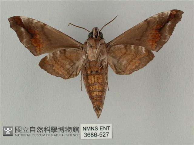 半緣缺角天蛾藏品圖，第2張