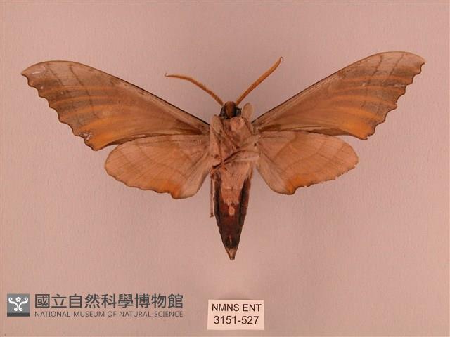 栗六點天蛾藏品圖，第2張