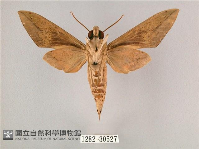 背帶斜紋天蛾藏品圖，第2張