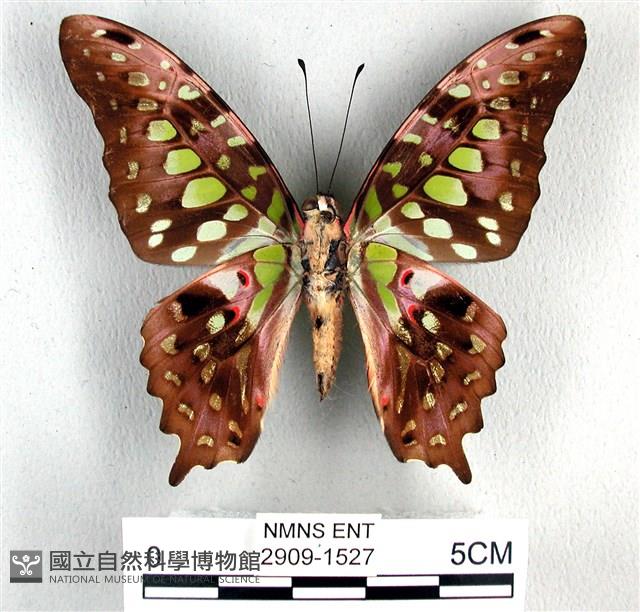 翠斑青鳳蝶藏品圖，第2張
