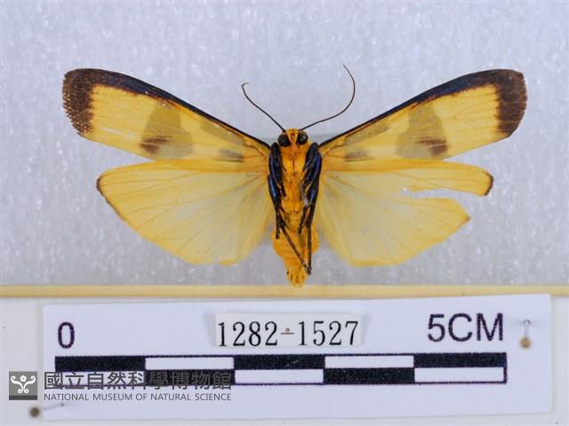 閃光苔蛾藏品圖，第2張