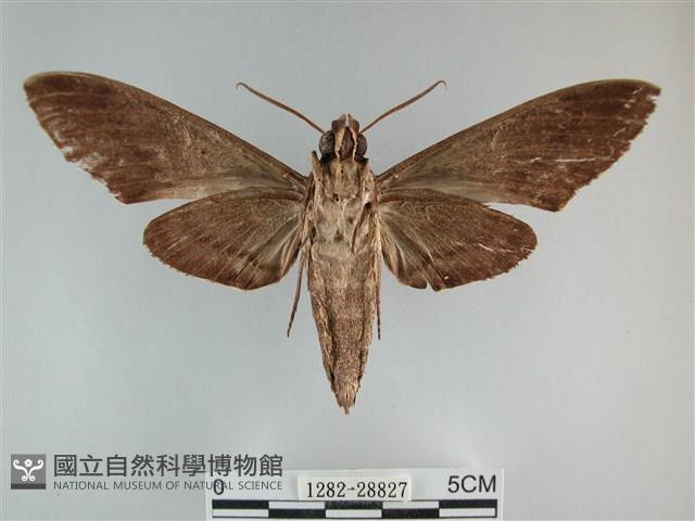 霜天蛾藏品圖，第2張