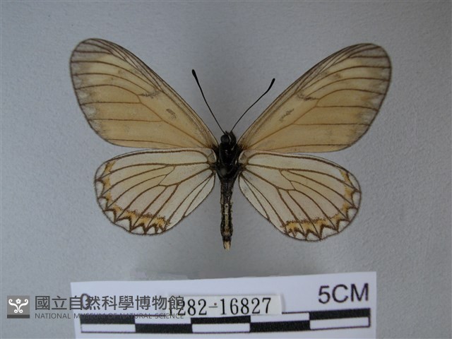 苧麻細蝶藏品圖，第2張