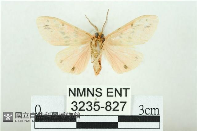 三條橙燈蛾藏品圖，第2張