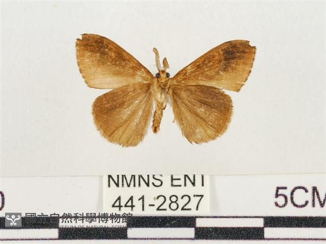 小白紋毒蛾藏品圖，第2張