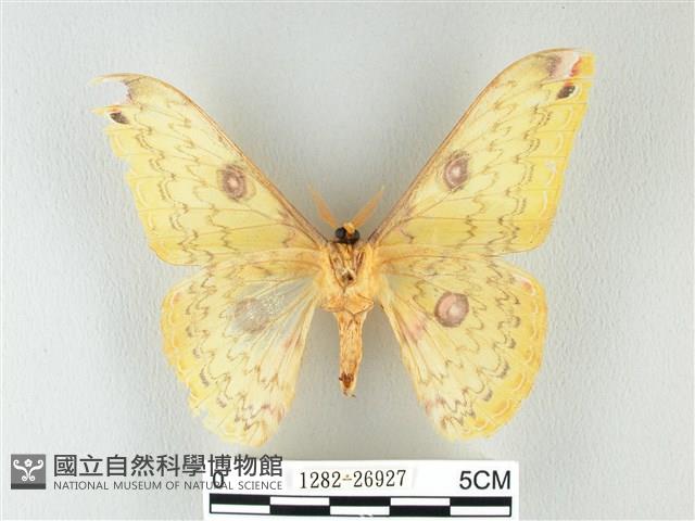 黃豹天蠶蛾藏品圖，第2張