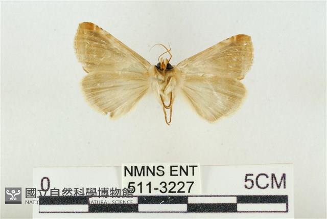 印華波紋蛾藏品圖，第2張