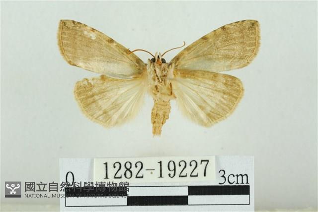 藹環波紋蛾藏品圖，第2張