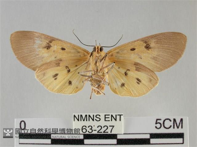 一點擬燈蛾藏品圖，第2張