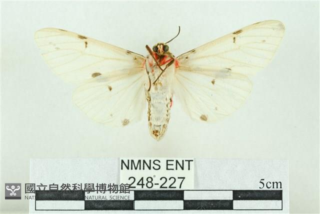 菊池污燈蛾藏品圖，第2張