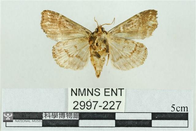 粉紅帶散紋夜蛾藏品圖，第2張