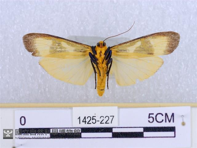 閃光苔蛾藏品圖，第2張