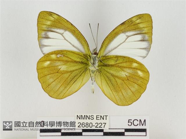 淡褐脈粉蝶藏品圖，第2張