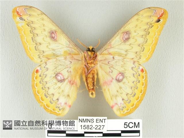黃豹天蠶蛾藏品圖，第2張