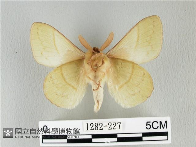 青枯葉蛾藏品圖，第2張