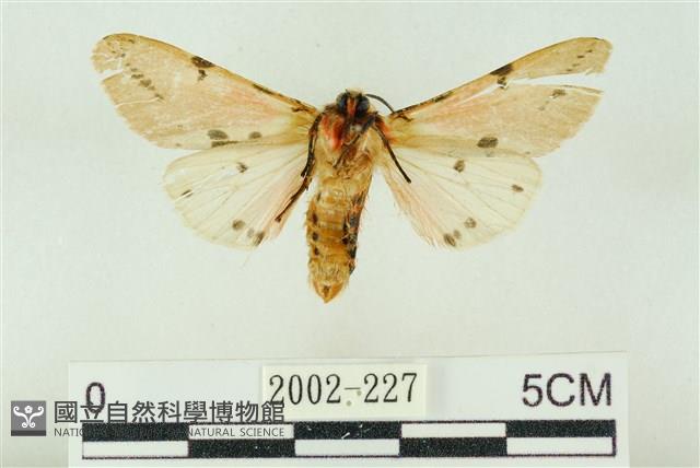 棍棒污燈蛾藏品圖，第2張