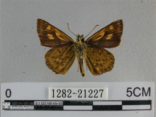 黃星弄蝶藏品圖，第2張