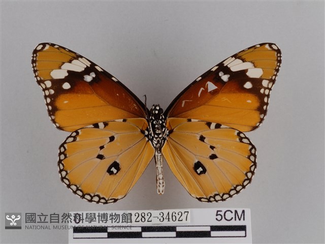 樺斑蝶藏品圖，第2張