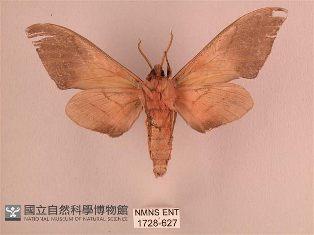 直翅六點天蛾藏品圖，第2張