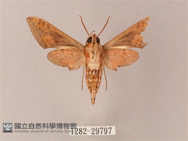 雙斑白肩天蛾藏品圖，第2張