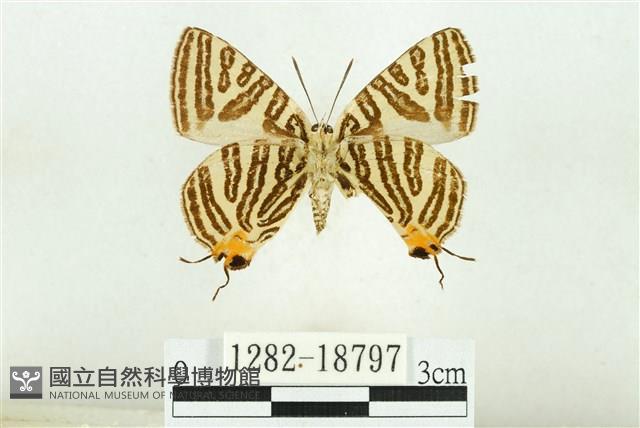 虎灰蝶藏品圖，第2張
