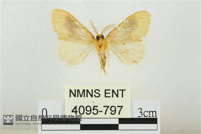 寬紋黃毒蛾藏品圖，第2張
