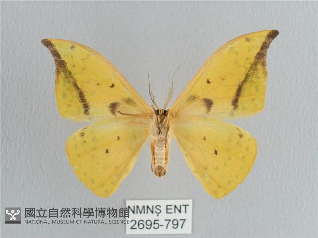 黃鉤蛾藏品圖，第2張