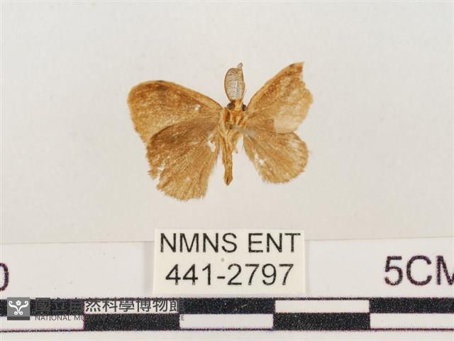 小白紋毒蛾藏品圖，第2張