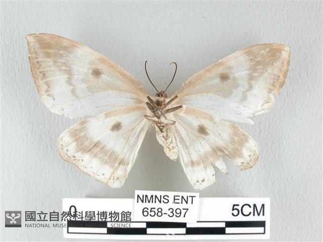 圓翅大鉤蛾藏品圖，第2張