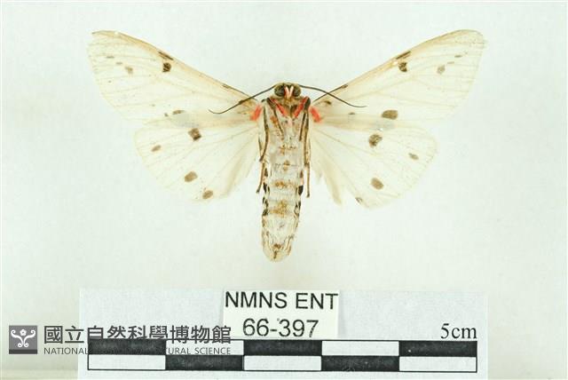 菊池污燈蛾藏品圖，第2張