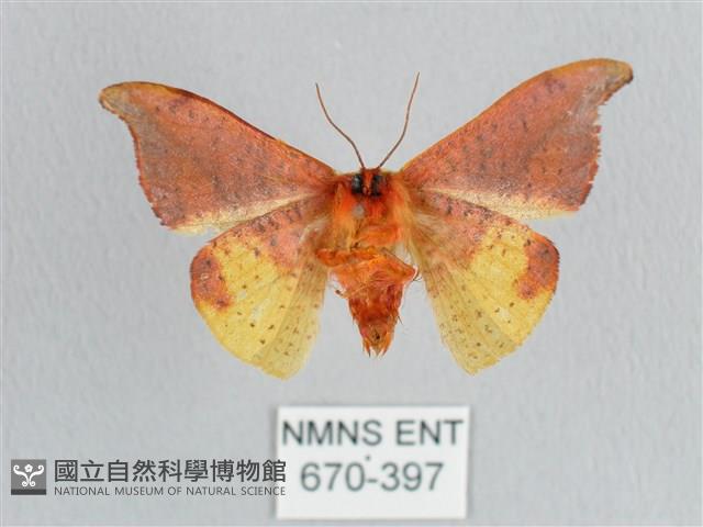 銀端帶鉤蛾藏品圖，第2張