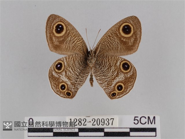 登錄號:001282-20397藏品圖，第2張