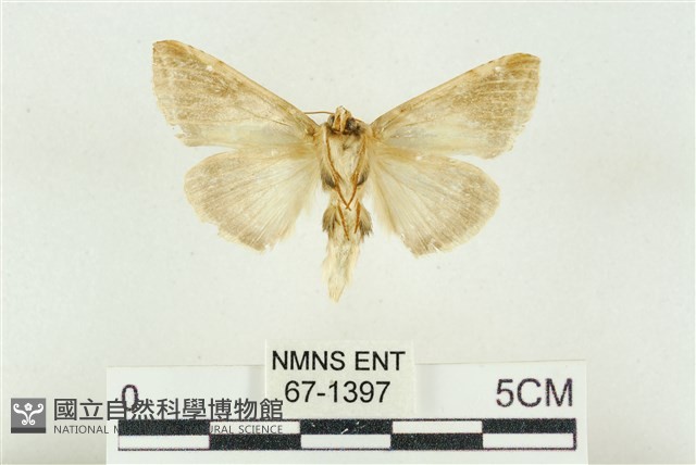 印華波紋蛾藏品圖，第2張