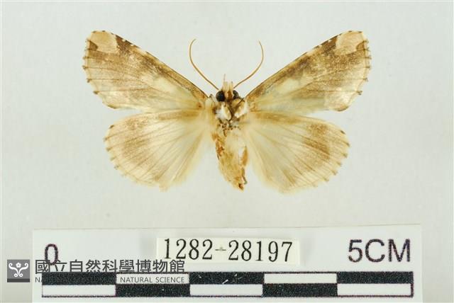 連珠波紋蛾藏品圖，第2張