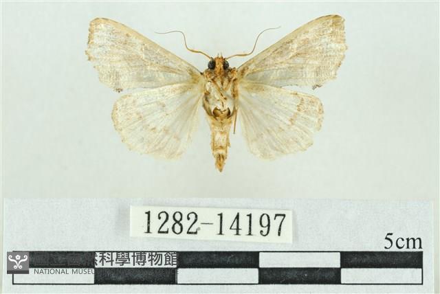 粉紅帶散紋夜蛾藏品圖，第2張