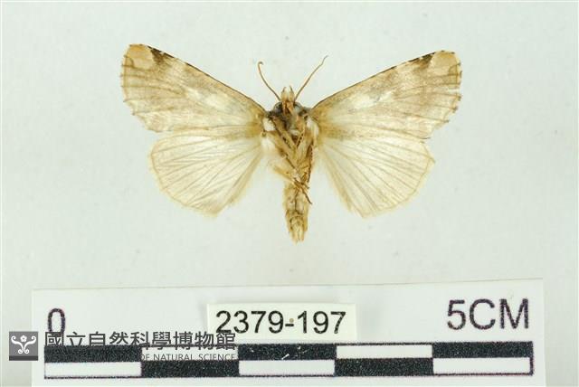 連珠波紋蛾藏品圖，第2張