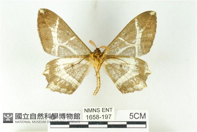 樹形尺蛾藏品圖，第2張