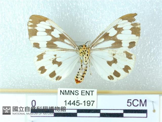 粉蝶燈蛾藏品圖，第2張