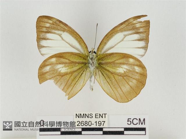 淡褐脈粉蝶藏品圖，第2張